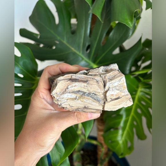 Petrified Wood - Picture 3 of 7